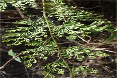 Odontosoria chinensis subsp. tenuifolia